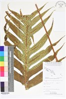 登錄號:BP02540藏品圖，第1張