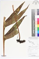 登錄號:BP02540藏品圖，第2張