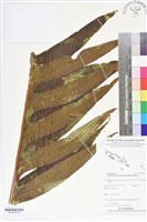 登錄號:BP02540藏品圖，第3張