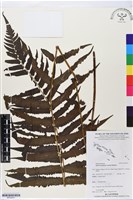 登錄號:BP02541藏品圖，第1張