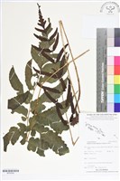 登錄號:BP02542藏品圖，第1張