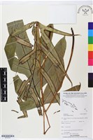 登錄號:BP02543藏品圖，第1張