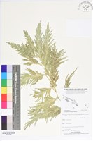 登錄號:BP02544藏品圖，第1張