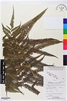 登錄號:BP02546藏品圖，第1張