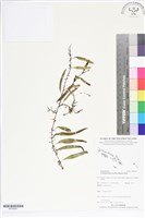 登錄號:BP02547藏品圖，第1張