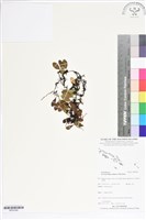 登錄號:BP02548藏品圖，第1張