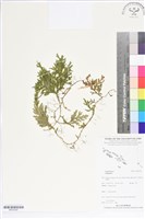 登錄號:BP02550藏品圖，第1張