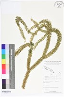 登錄號:BP02551藏品圖，第1張