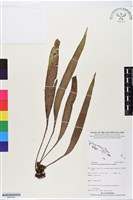 登錄號:BP02552藏品圖，第1張