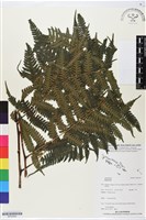 登錄號:BP02554藏品圖，第1張