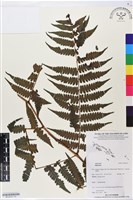 登錄號:BP02557藏品圖，第1張