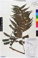 登錄號:BP02557藏品圖，第2張