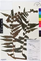 登錄號:BP02557藏品圖，第3張