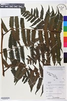 登錄號:BP02557藏品圖，第4張