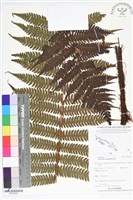 黃腺羽蕨藏品圖，第1張