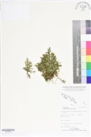 登錄號:BP02559藏品圖，第1張