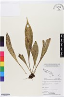 登錄號:BP02560藏品圖，第1張