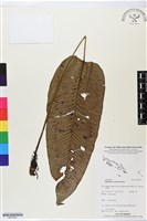 登錄號:BP02561藏品圖，第1張