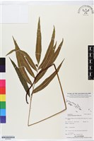 竹葉蕨藏品圖，第1張