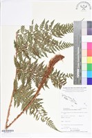 登錄號:BP02563藏品圖，第1張