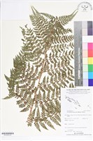 登錄號:BP02563藏品圖，第2張