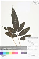 尾葉實蕨藏品圖，第1張