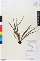 登錄號:BP02567藏品圖，第1張