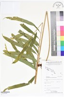 登錄號:BP02569藏品圖，第1張