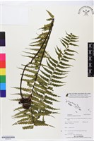 登錄號:BP02570藏品圖，第1張