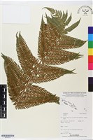 登錄號:BP02572藏品圖，第1張