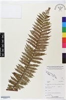 登錄號:BP02573藏品圖，第1張