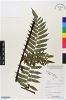 登錄號:BP02574藏品圖，第1張