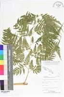 登錄號:BP02575藏品圖，第1張