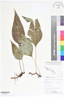 登錄號:BP02577藏品圖，第1張