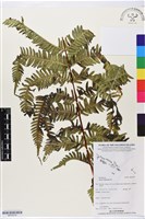 三腳鳳尾蕨藏品圖，第1張