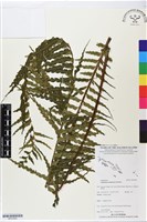 登錄號:BP02580藏品圖，第1張