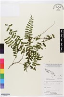 登錄號:BP02582藏品圖，第1張