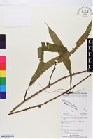 登錄號:BP02584藏品圖，第1張