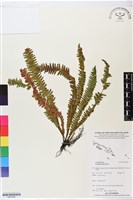 登錄號:BP02585藏品圖，第1張