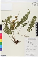 登錄號:BP02586藏品圖，第1張