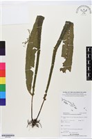 登錄號:BP02588藏品圖，第1張