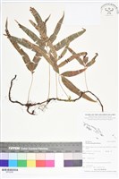 登錄號:BP02589藏品圖，第1張