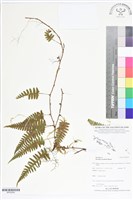 登錄號:BP02590藏品圖，第1張