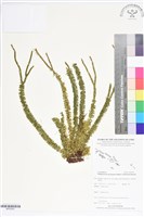 登錄號:BP02591藏品圖，第1張