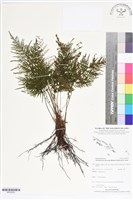 線片長片蕨藏品圖，第1張