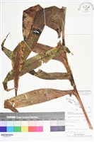 登錄號:BP02595藏品圖，第3張