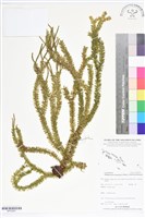 登錄號:BP02597藏品圖，第1張