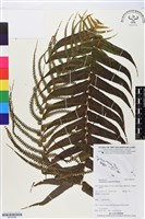 登錄號:BP02599藏品圖，第1張