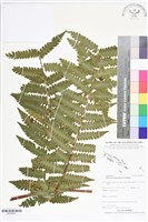 登錄號:BP02601藏品圖，第1張