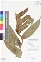 登錄號:BP02604藏品圖，第1張